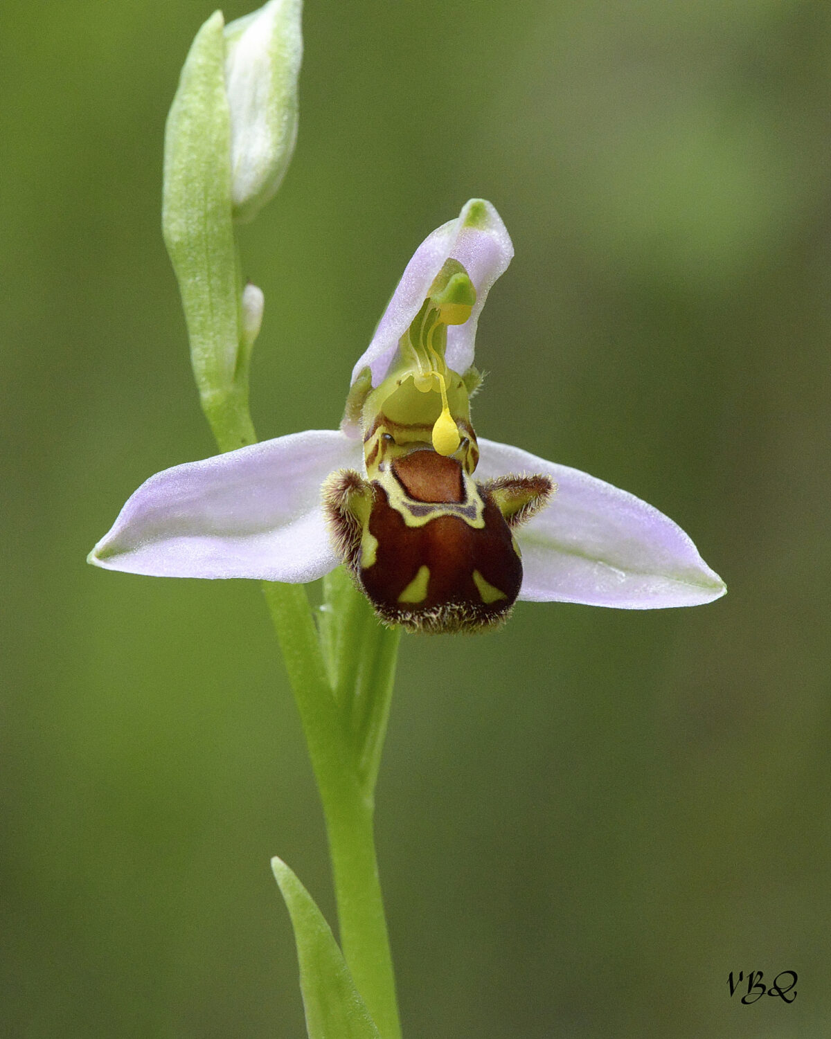 Ophrys apifera, photo Valérie Bruneau Querey