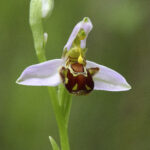 Ophrys apifera, photo Valérie Bruneau Querey